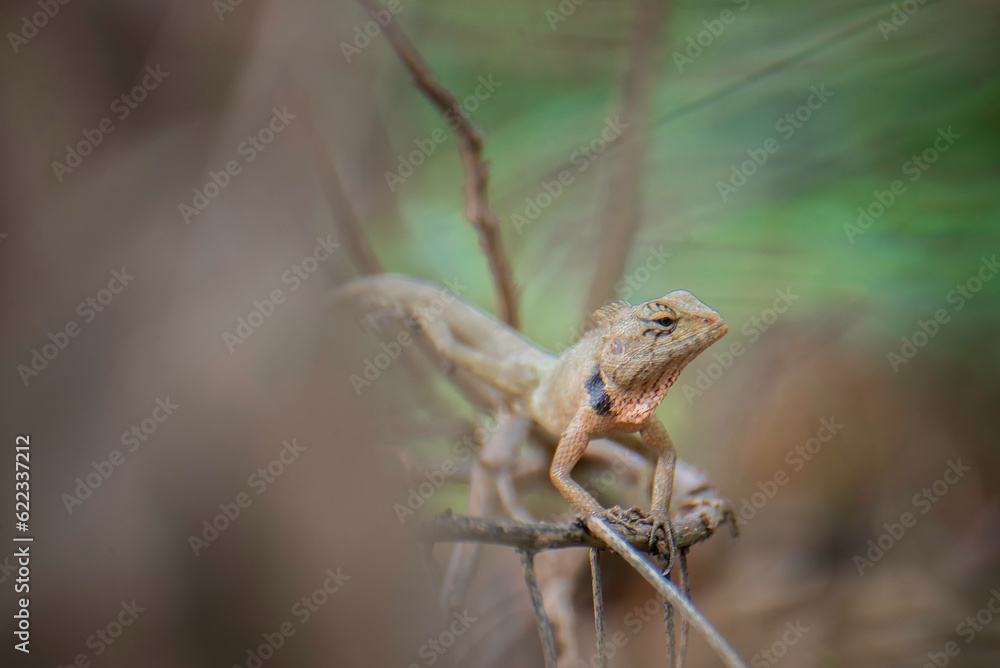 Thai chameleon with branches and leaves Thai chameleon with branches and leaves