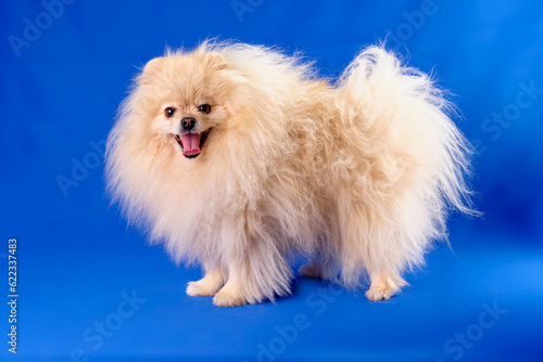 A young overgrown pomeranian dog with long hair on a blue background chromakey © Ihar