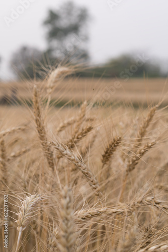 golden rice field nearly harvest season in the evening