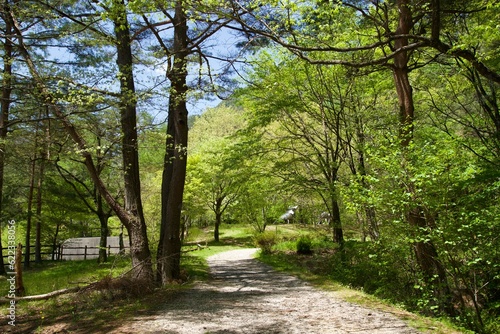 Komagane City Park with a small forest in spring