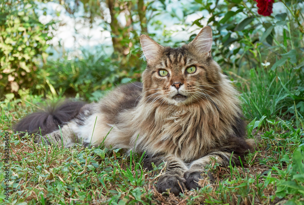 Tabby Maine Coon cat lying  on a blooming meadow. Pet walking in the outdoors. Cat close-up.  Domestic cat in the garden