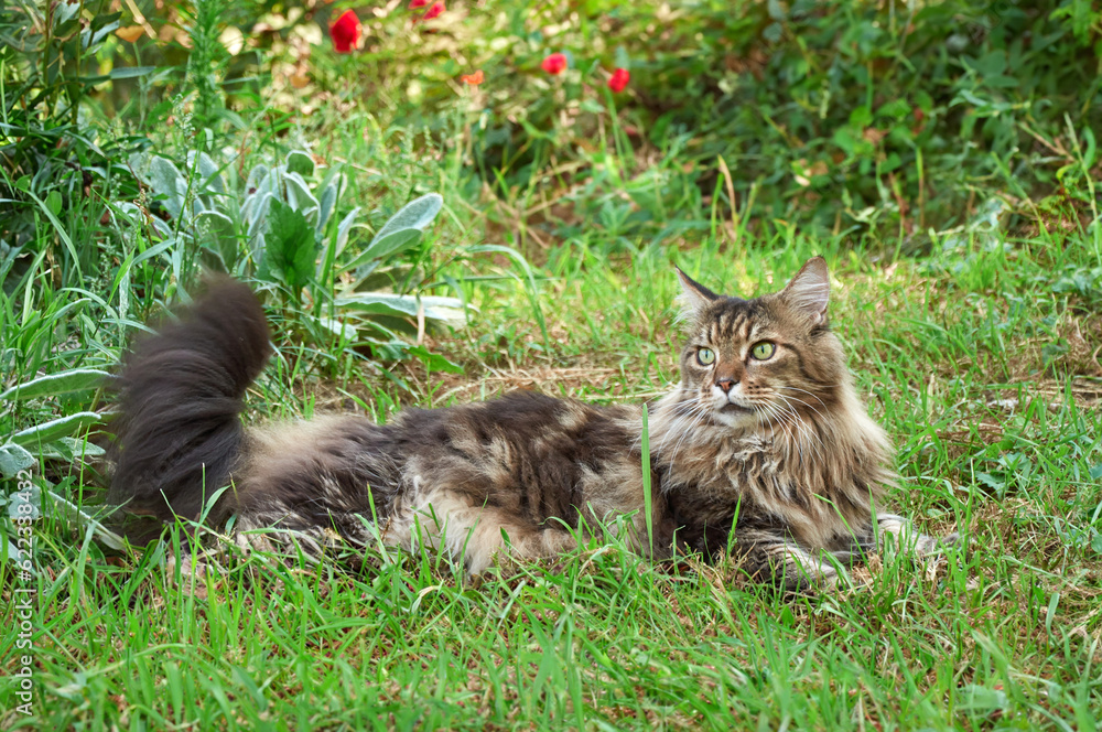 Tabby Maine Coon cat sitting on a blooming meadow. Pet walking in the outdoors. Cat close-up.  Domestic cat in the garden