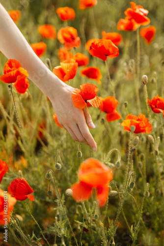 Closeup of a woman's hand touching wild poppy flower in a field. © Bostan Natalia