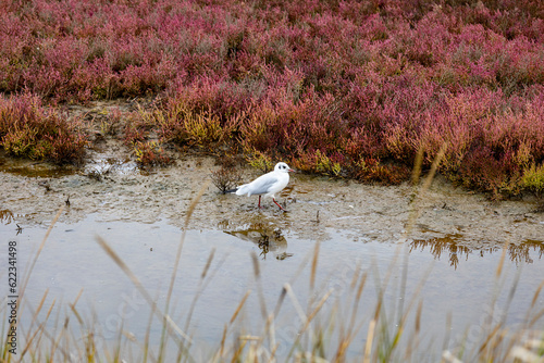 Domaine de Suscinio - Frankreich 9
