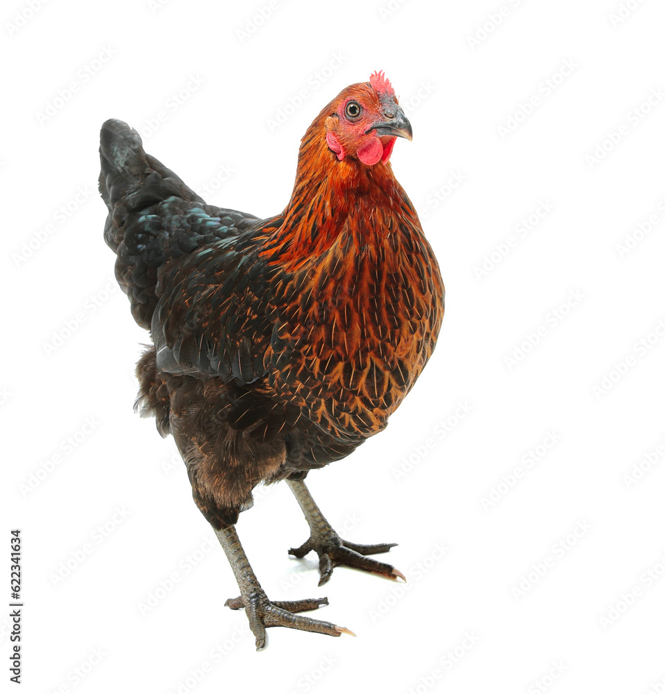 Fototapeta premium Black and red hen Moscow Black looking at you isolated on white background