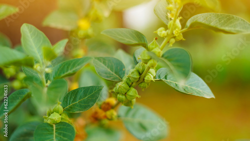 Wallpaper Mural Ashwagandha known as Withania somnifera plant growing in sunlight. Indian powerful herbs, poison gooseberry, or winter cherry. Ashwagandha is herb benefits for reduce stress, Healthcare Torontodigital.ca