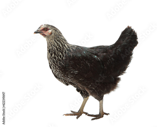 Black chicken Moscow Black isolated on white background © Designpics