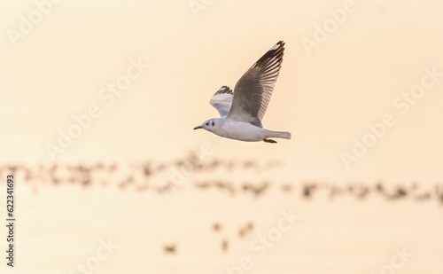 Картината върху платно Seagull flying over blurry orange water from sunrise having group of seagulls floating on surface in morning at Bangpu, Samutprakarn of Thailand