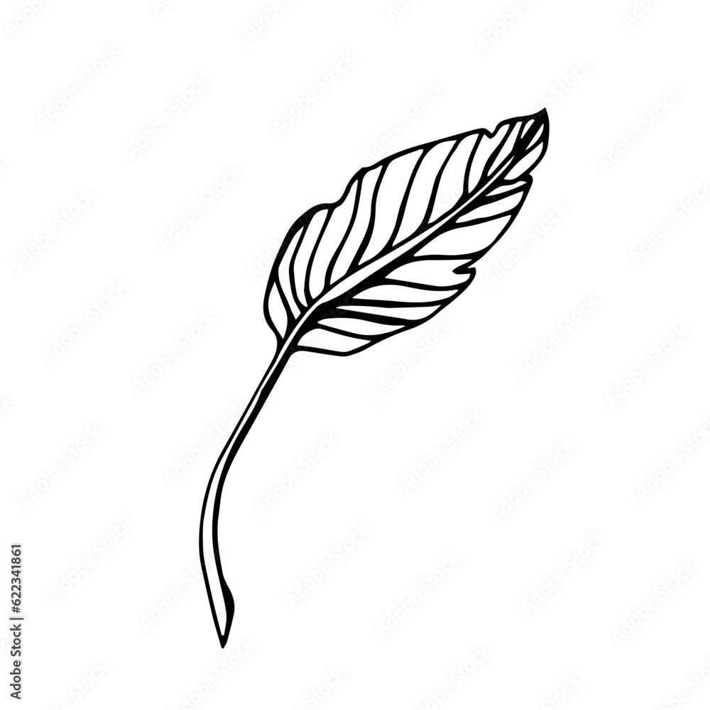 Birds of paradise plant. Indoor plant. Leaf of Birds of paradise plant. Line art, Doodle illustration