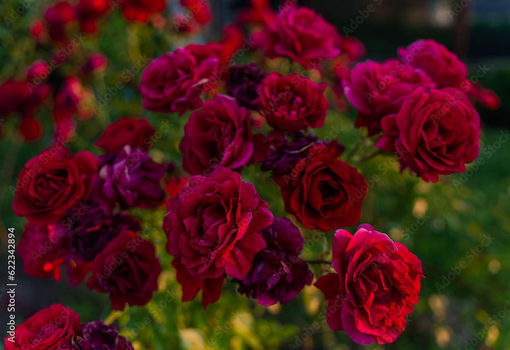 a bush of red rose flowers close-up as a background a bush of red rose flowers close-up as a background