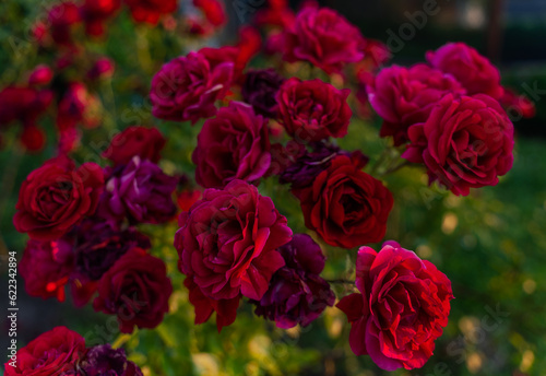 a bush of red rose flowers close-up as a background