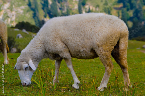 Sheep grazing in green meadow