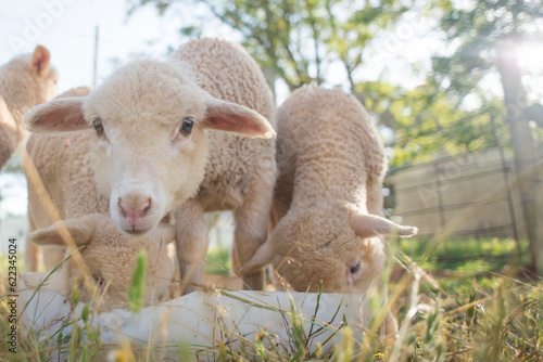 Fototapeta Naklejka Na Ścianę i Meble -  A close up view of baby sheep as they feed from a white plastic bucket.