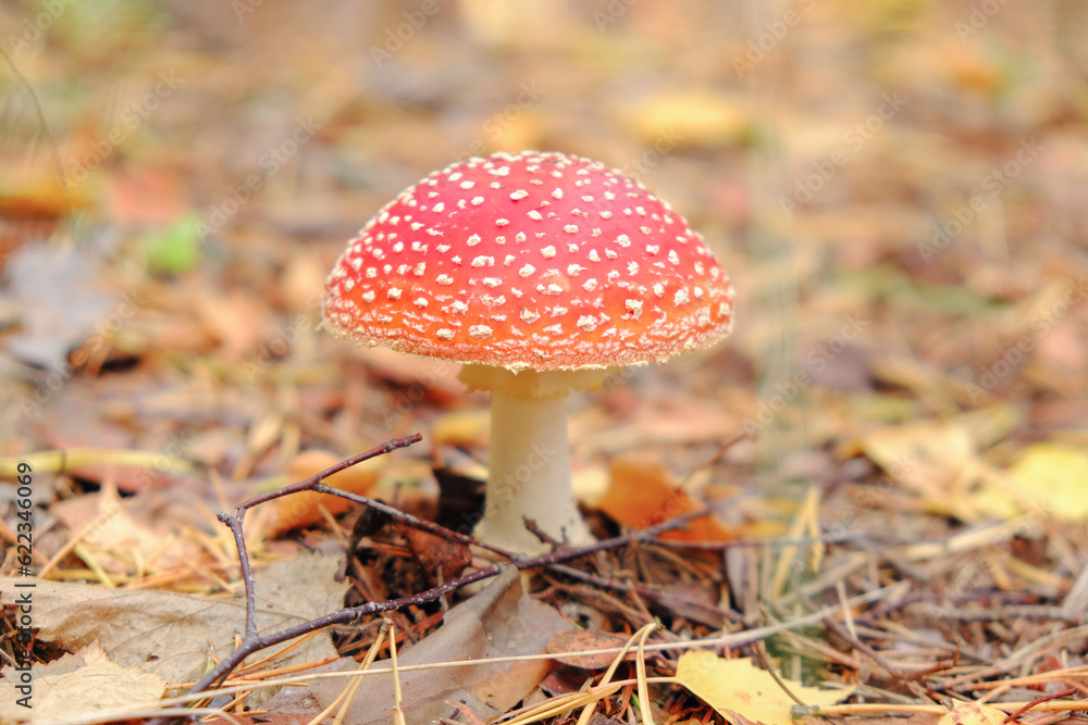 Fly agaric mushroom in the fall forest Fly agaric mushroom in the fall forest