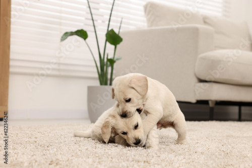 Cute little puppies playing on beige carpet at home