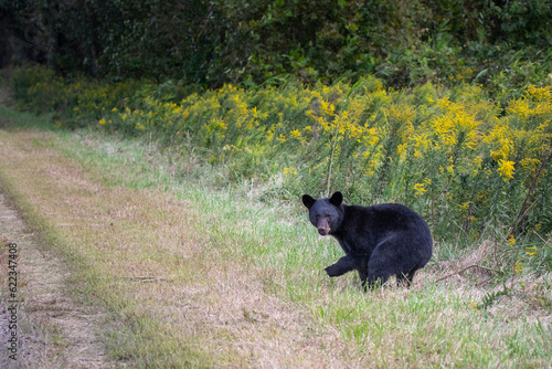 Young black bear looking back.
