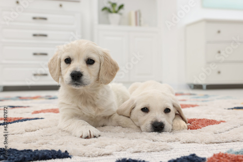 Cute little puppies lying on carpet at home