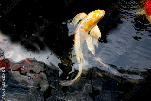 White and Yellow Yamabuki Hariwake Butterfly Koi fish swimming in a beautiful style at carp fish pond. Sukhothai Thailand. photo