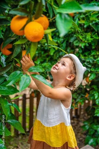 Little girl picking fresh ripe oranges in sunny orange tree garden in Turkey