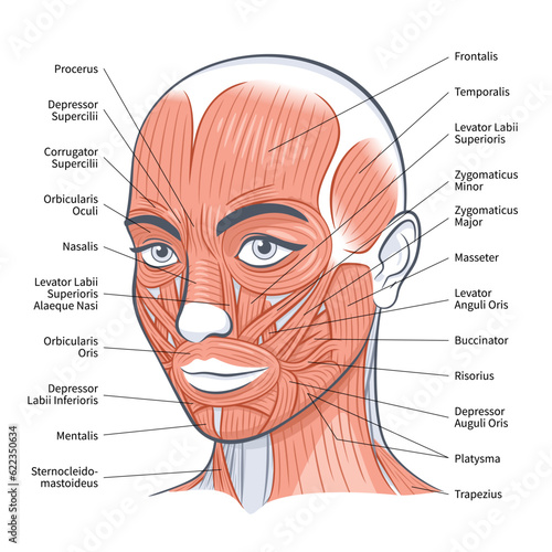 Female facial muscles scheme detailed anatomy vector illustration