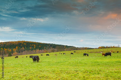 Herd of cows at green field