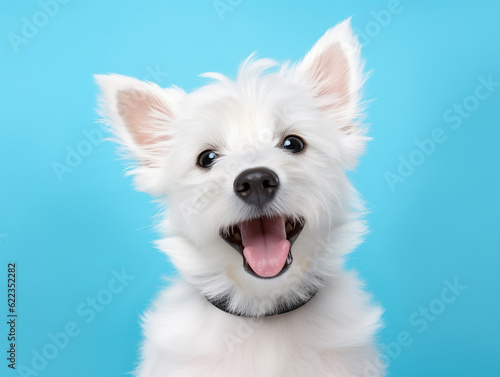 Happy white puppy dog smiling on colored blue background.