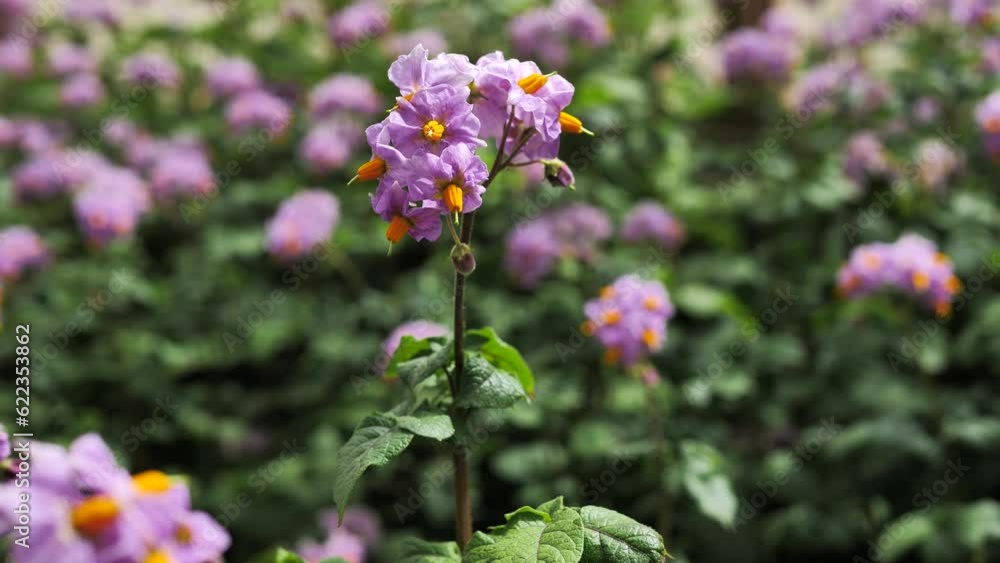 Blooming potatoes. Close-up of violet, purple potato flowers, background blurred Blooming potatoes. Close-up of violet, purple potato flowers, background blurred