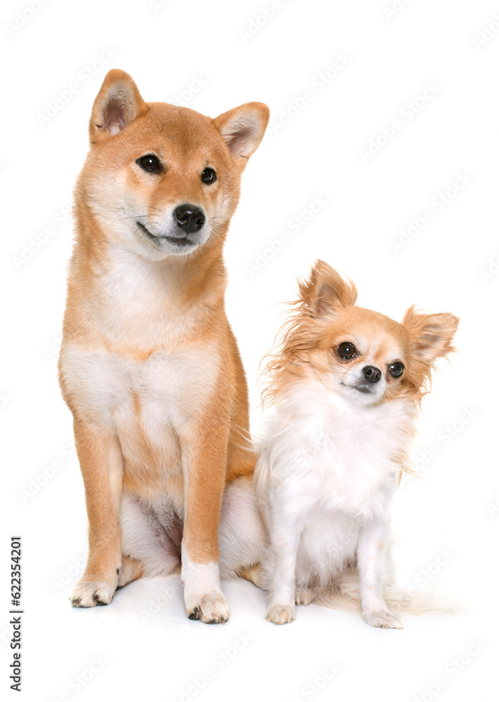 young shiba inu and chihuahua in front of white background