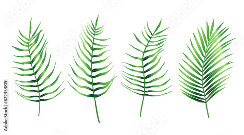Set of tropical leaves of palm tree. Exotic collection of green gradient plant. Hand drawn botanical vector illustration elements isolated on white background