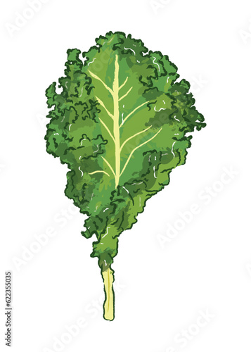 A piece of kale leaf in ingredients illustration