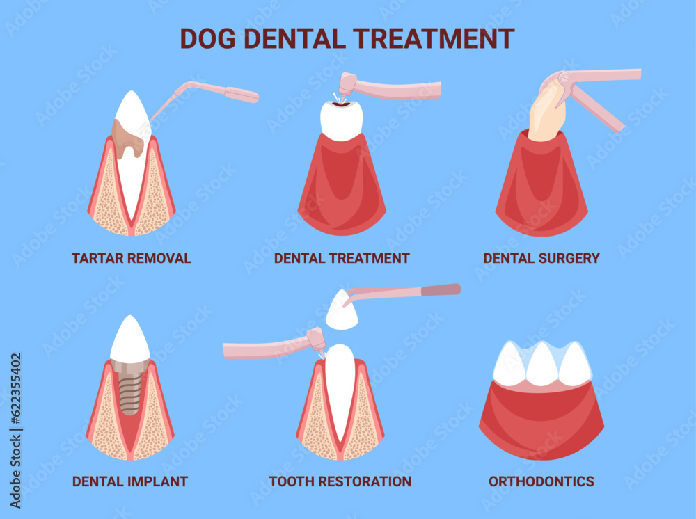 Dog dental treatment. Canine stomatology. Care and therapy teeth