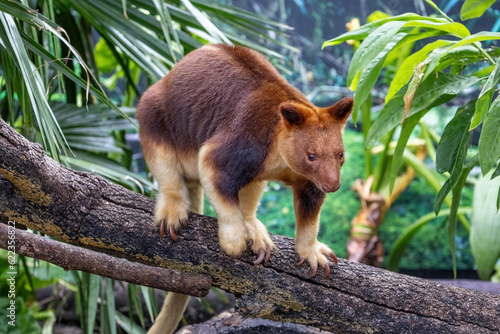 Goodfellows or ornate tree kangaroo against dense jungle foliage. This arboreal marsupial if found in Papua New Guinea and northern Queensland, Australia, and is endangered in the wild. photo