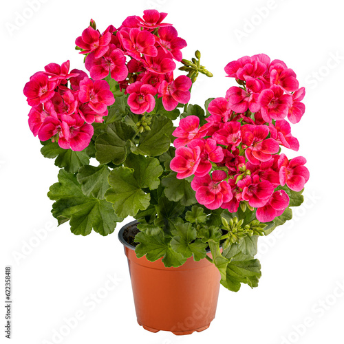 Geranium or pelargonium flowers