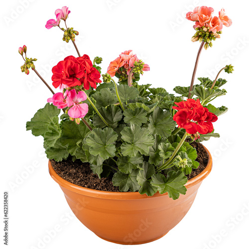 Fototapeta Naklejka Na Ścianę i Meble -  Pelargonium flower in different colors