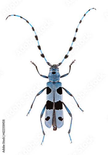 Rosalia longicorn or alpine longhorn beetle photo