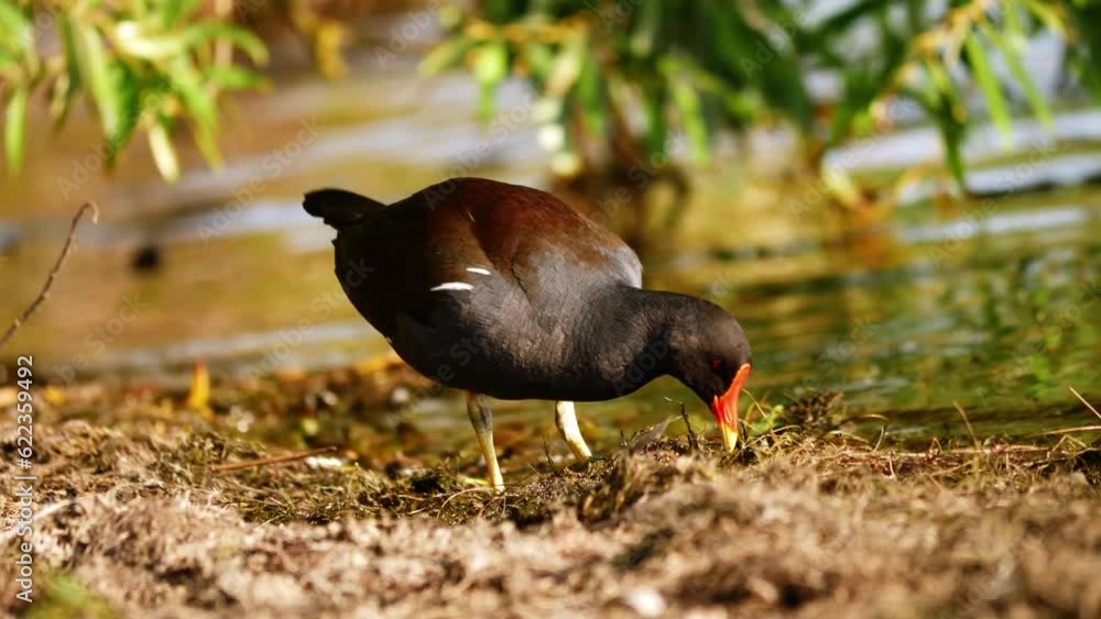 British Moorhen birds gather for nesting by lake waterside British Moorhen birds gather for nesting by lake waterside