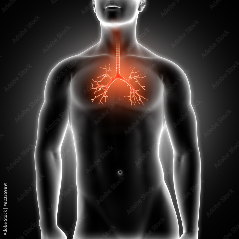 3D render of a medical male figure with bronchus highlighted 3D render of a medical male figure with bronchus highlighted