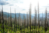 Yosemite National Park, California, USA. Trees in the mountains that have been burned from previous wildfires.