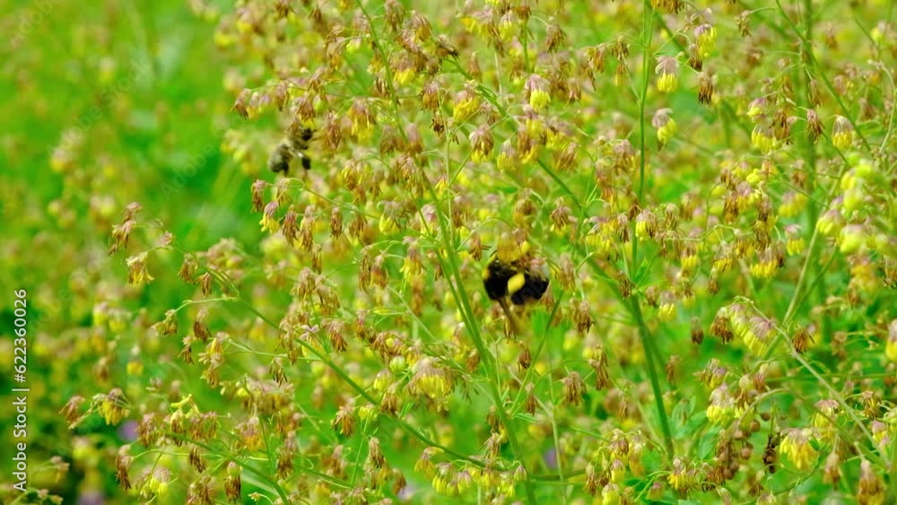 A bee and a bumblebee collect nectar from the flowers of a yellow bush Thalictrum minus A bee and a bumblebee collect nectar from the flowers of a yellow bush Thalictrum minus