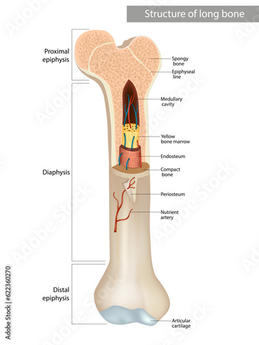 Structure and components of long bone. Proximal epiphysis, photo