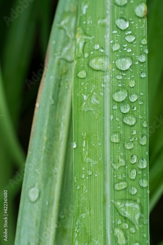 Citronella or Java Citronella (Cymbopogon winterianus) leaf with rainwater drops. Selective focus. photo