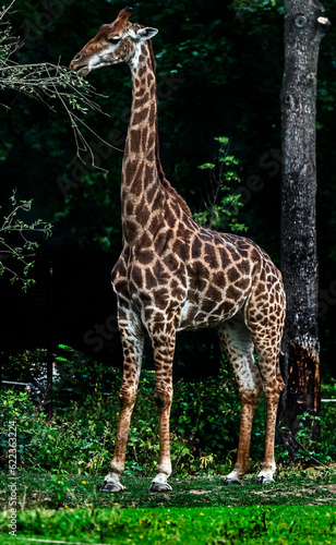 Giraffe eats leaves near the fence. The tallest living terrestrial animal and the largest ruminant. Latin name - Giraffa camelopardalis