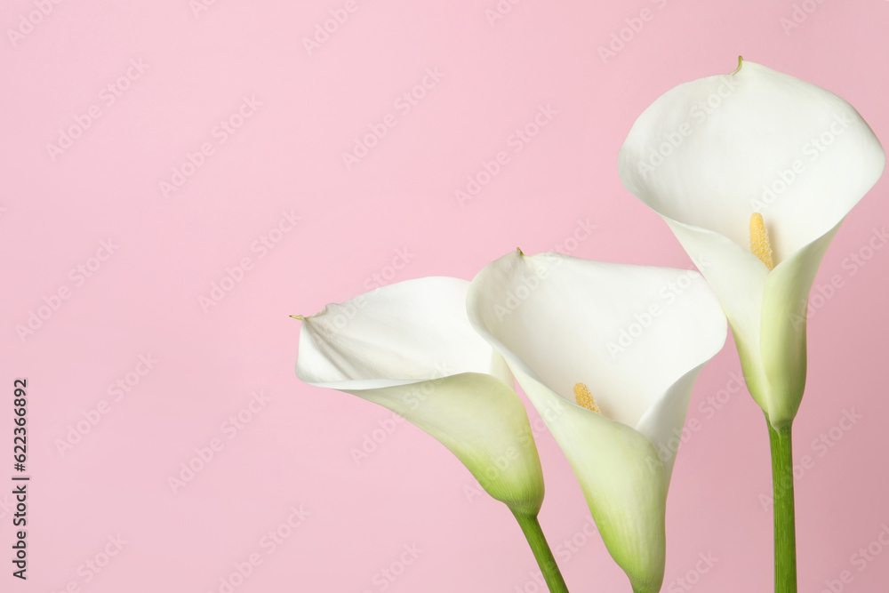 Fototapeta premium Beautiful calla lily flowers on pink background, closeup. Space for text