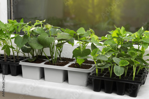 Seedlings growing in plastic containers with soil on windowsill. Gardening season