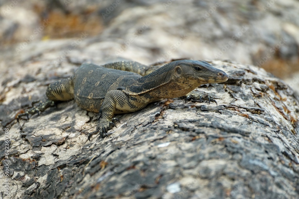 Monitor lizzard on the tree Monitor lizzard on the tree