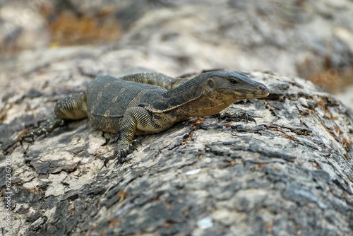 Monitor lizzard on the tree