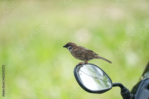 Sparrow sitting at the rear mirror of the motorbike