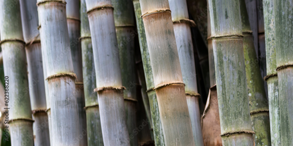 Fototapeta premium tight shot of a group of large green bamboo poles as a conceptual background