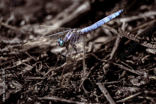 Südlicher Blaupfeil (Orthetrum brunneum), southern skimmer, Libella photo