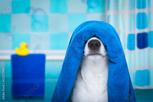 jack russell dog in a bathtub not so amused about that , with blue  towel, having a spa or wellness treatment, in the bath or bathroom © Designpics